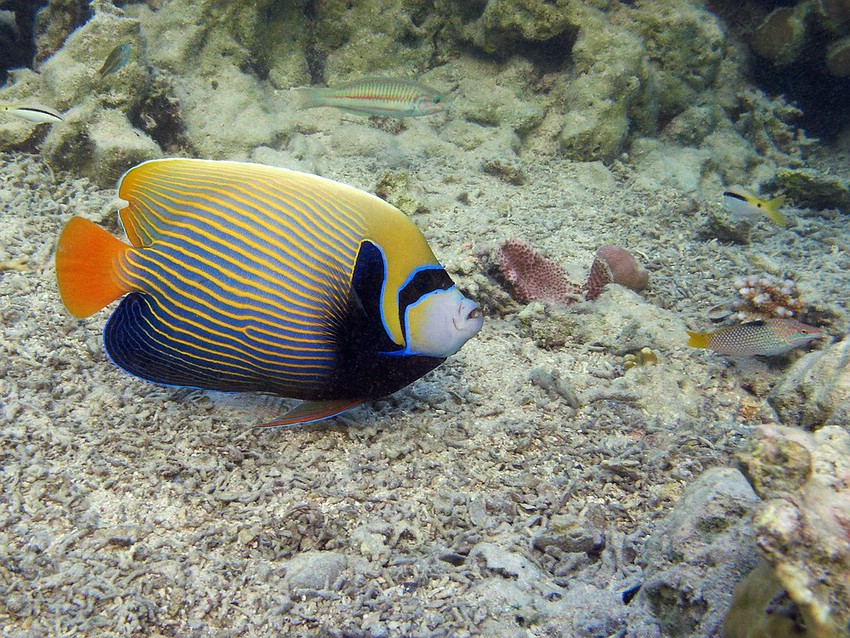 IMG 7117-klein-klein850