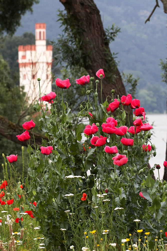 Mohnbl�ten am M�useturm