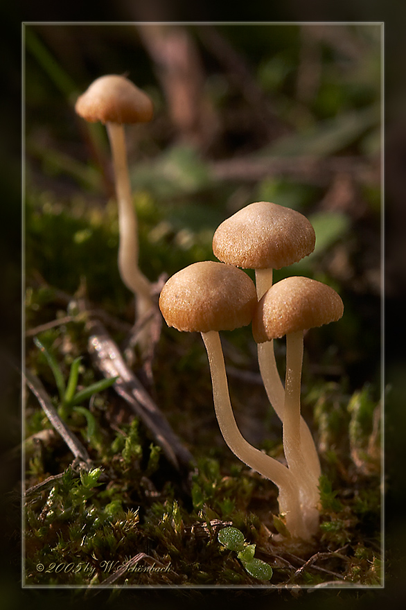 Pilz-Zwerge, wer wird schneller gro� ?... ;-))