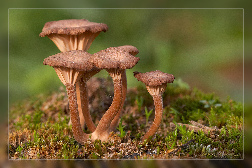 Minipilze mal ganz gro� (2)