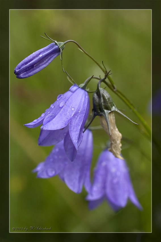 Bl�te der Glockenblume...