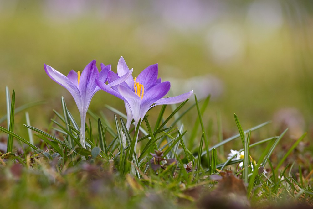 Krokusbl�ten