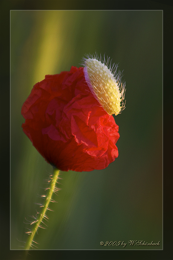 Erwachen einer Mohnbl�te