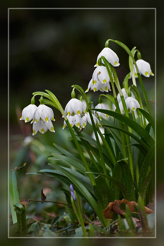 Es bl�hen die M�rzenbecher...