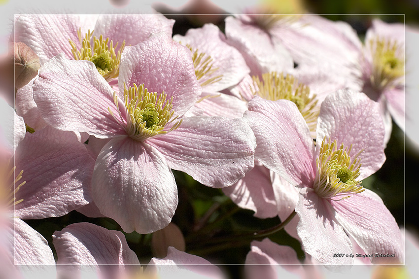 Clematisbl�ten (2)