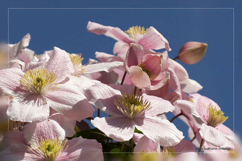 Clematisbl�ten (3)