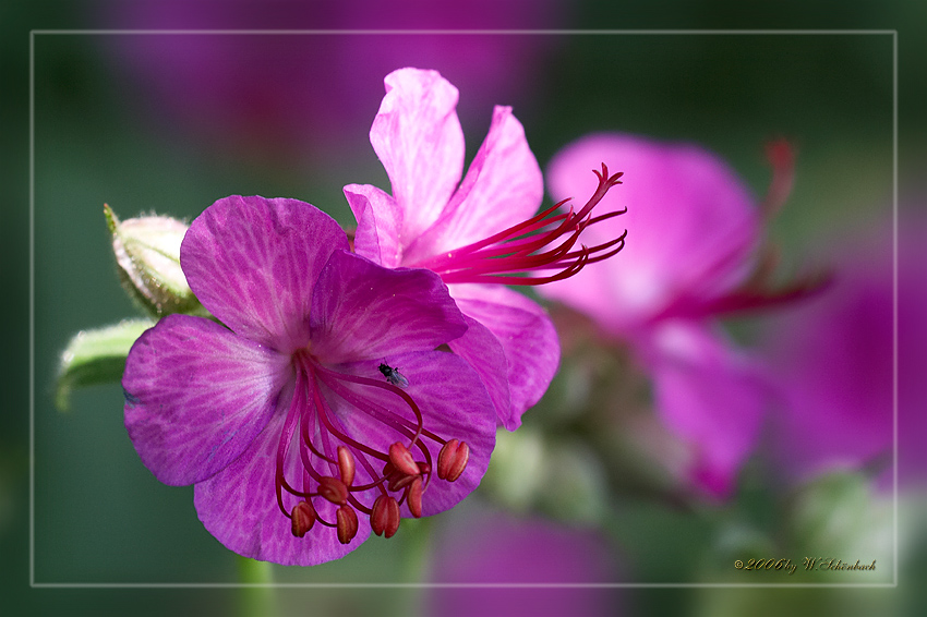 Geraniumbl�ten (Nahansicht)