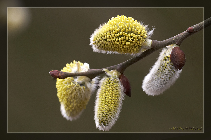 Weidenk�tzchenbl�te....