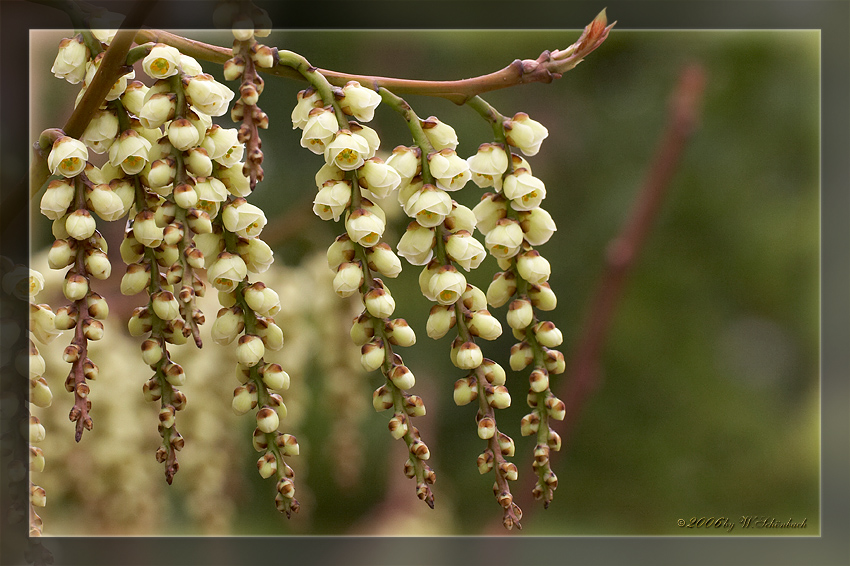 fr�he Schweif�hre