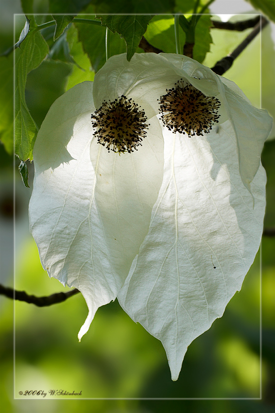 Bl�ten des Taschentuchbaum