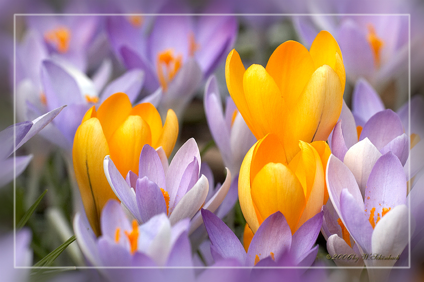 Krokusbl�ten  (Farbspiel in Blau-Gelb)