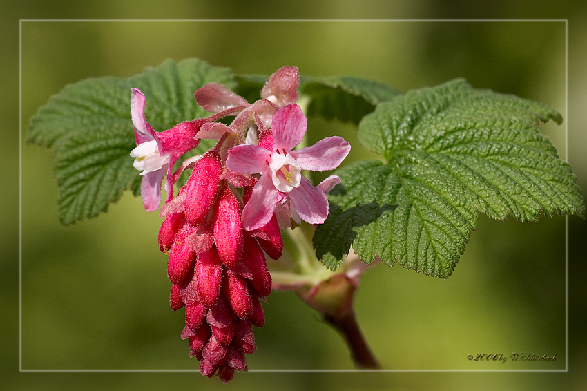 Fr�hlingsbl�ten...