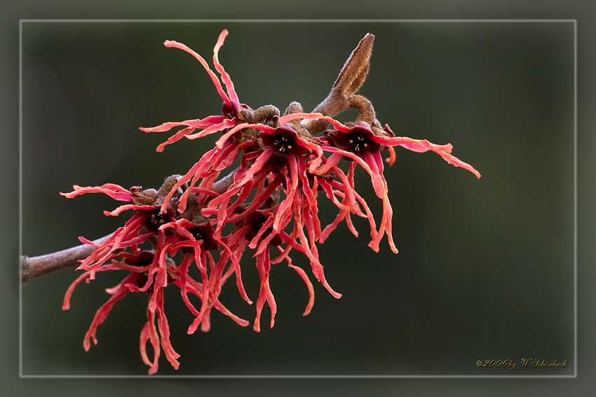 Zauberhafte Bl�ten in rot...