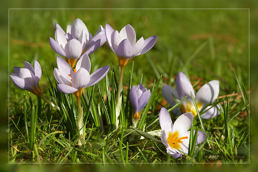 fr�he Fr�hlingsvorboten... (3)