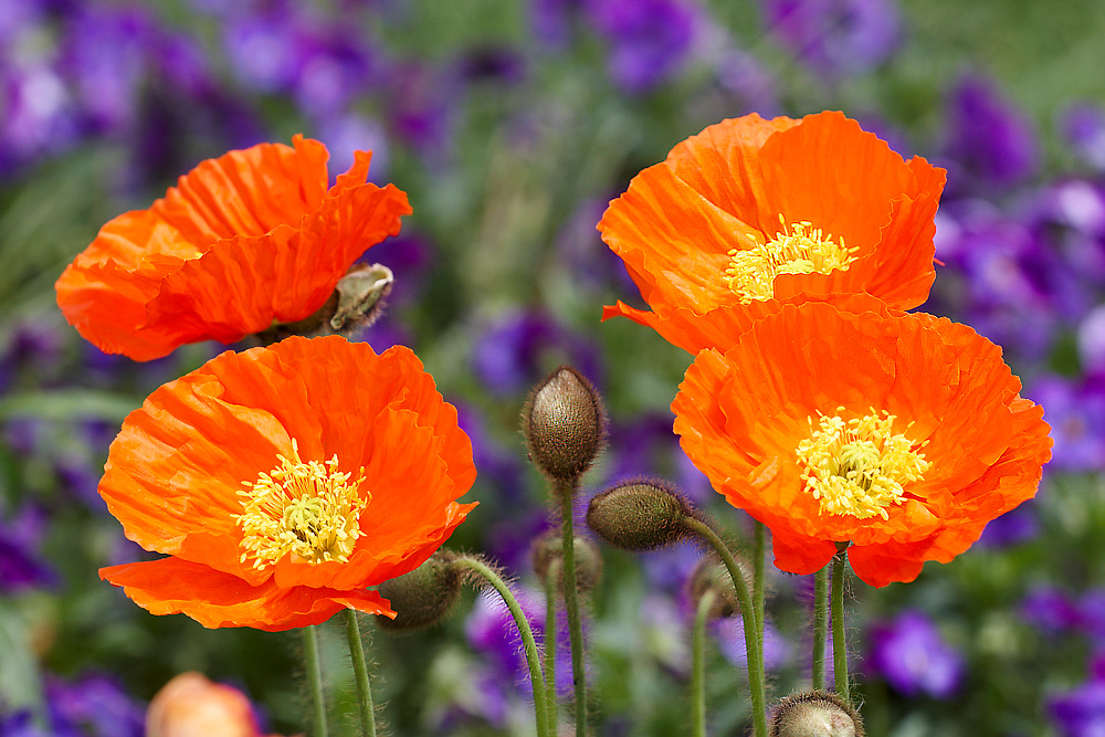 Mohnbl�ten-Quartett