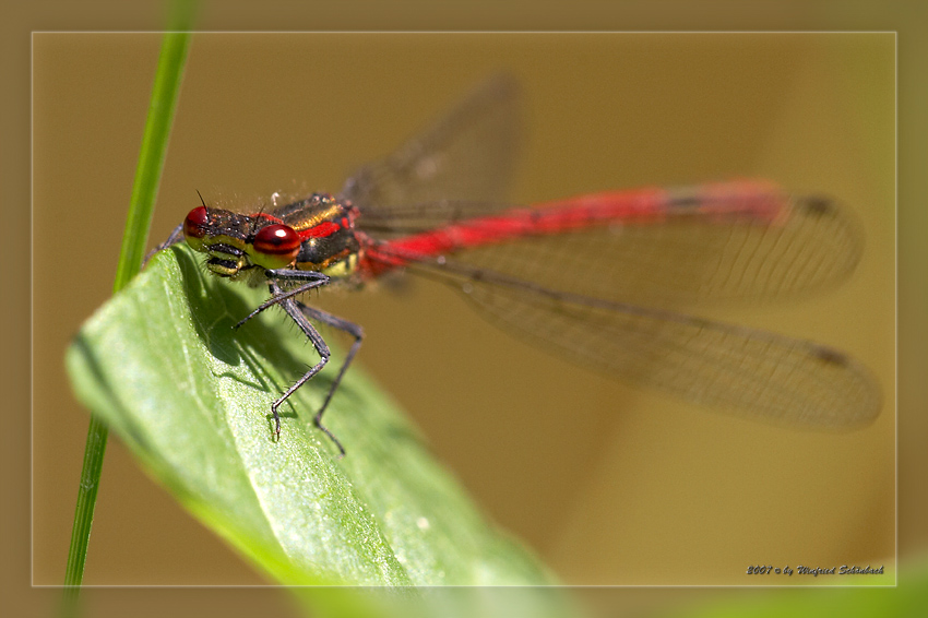 Fr�he Adonislibelle