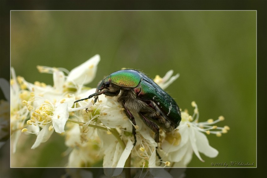 Gemeiner Rosenk�fer