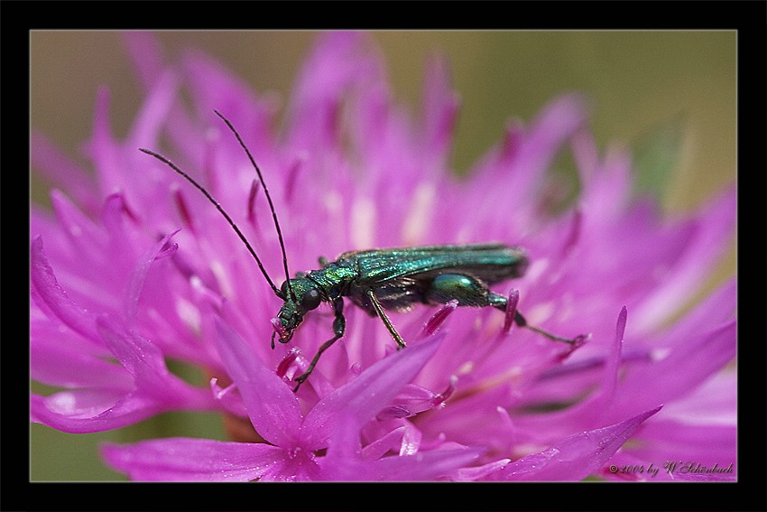 Graugr�ner Schenkelk�fer