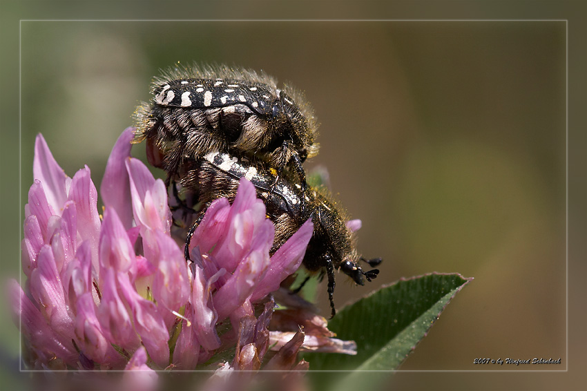 K�fer bei der Paarung