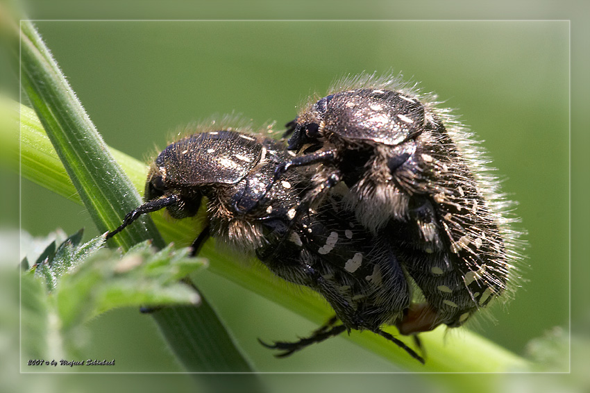 K�fer bei der Paarung