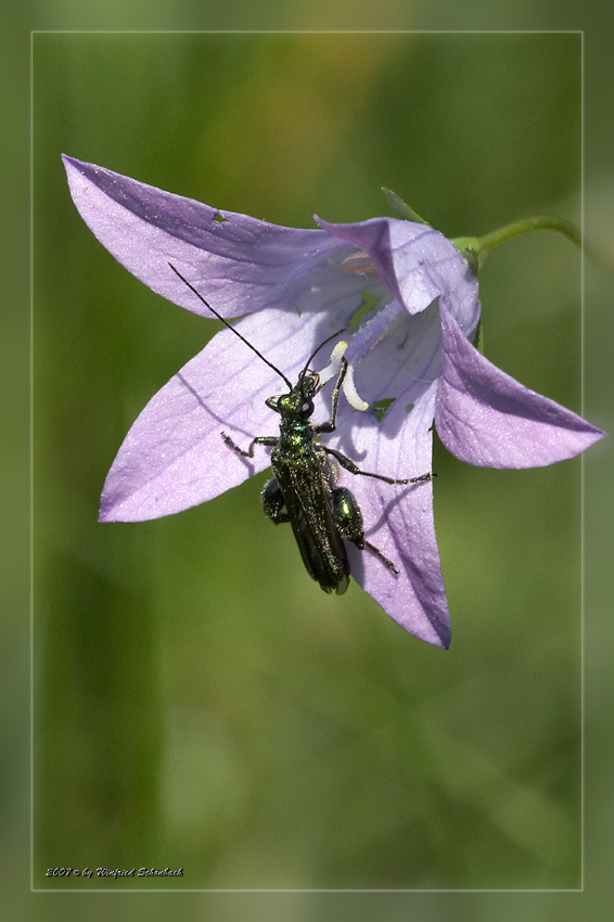 Graugr�ner Schenkelk�fer