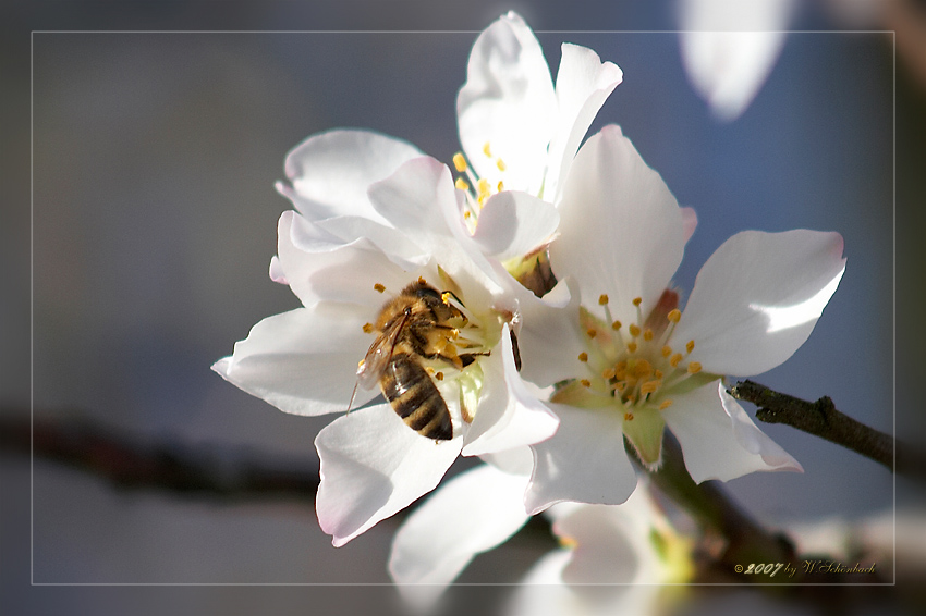 fr�he Fr�hlingsvorboten... (2)