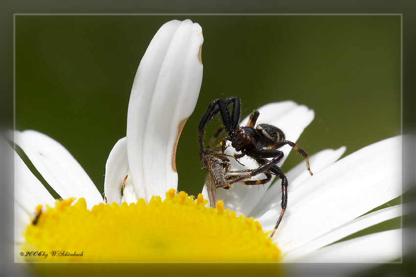 ver�nderliche Krabbenspinne mit Beute