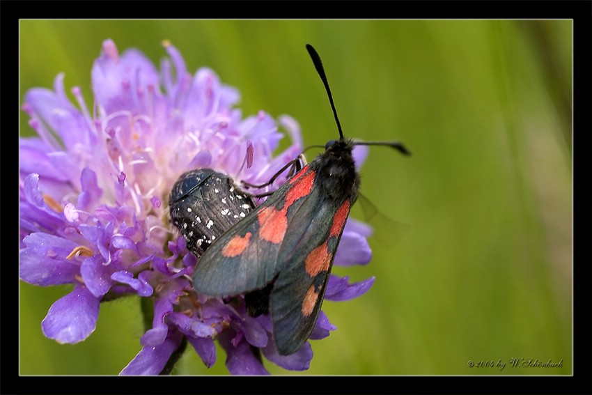 Ver�nderliches Widderchen