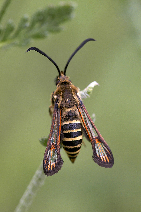 Hornklee-Glasfl�gler