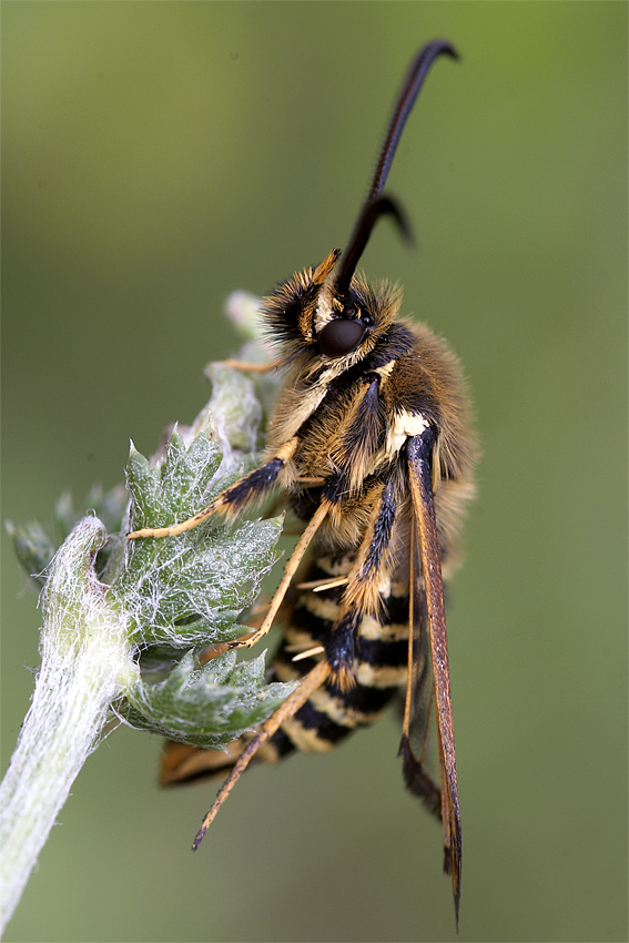 Hornklee-Glasfl�gler (Bembecia ichneumoniformis)
