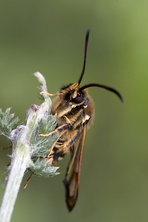 Hornklee-Glasfl�gler (Bembecia ichneumoniformis)