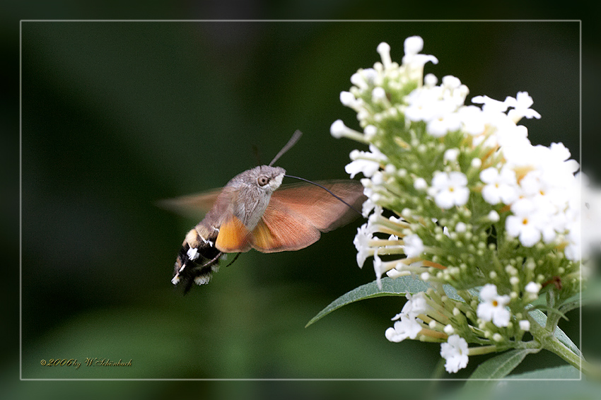 Taubenschw�nzchen (4)