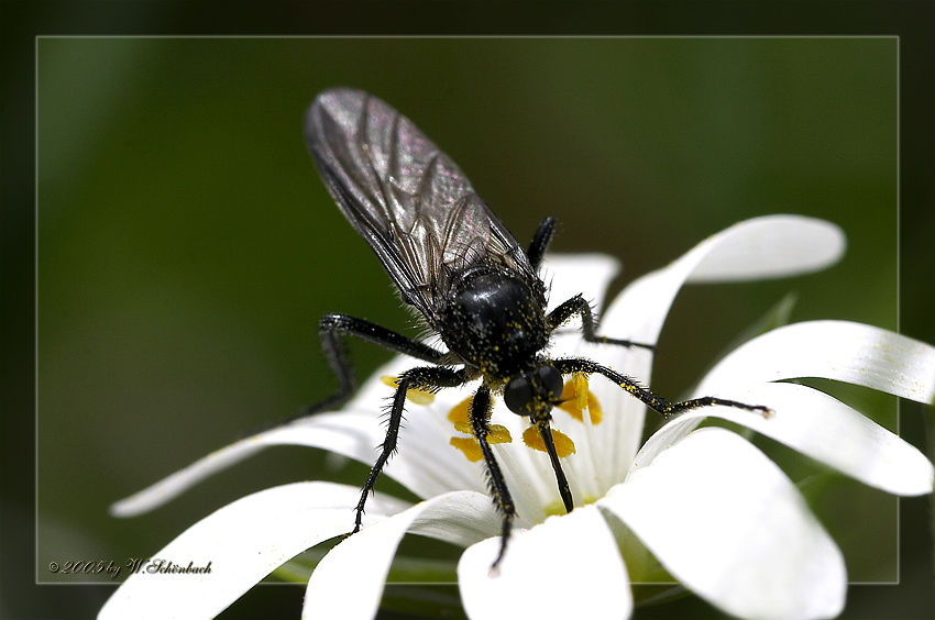 S��er Nektar....