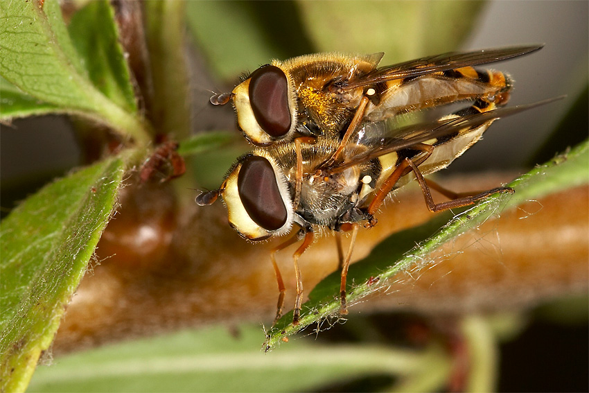 Fr�hlingsgef�hle in der Insektenwelt