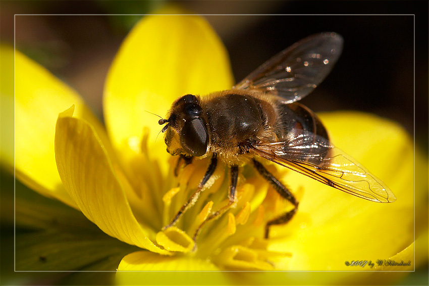 Mistbiene auf Winterlingbl�te