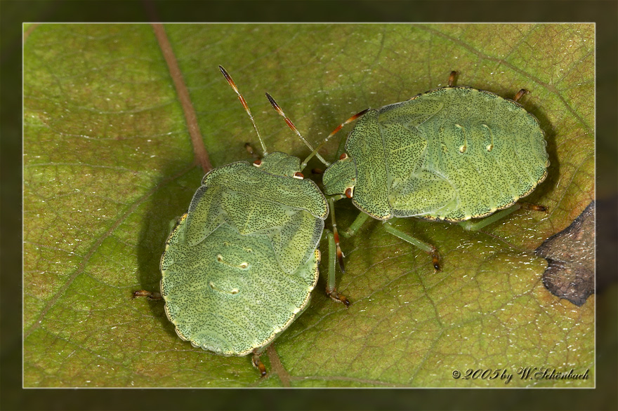 Fr�hlingsgef�hle in der Insektenwelt