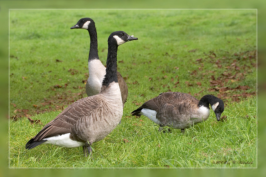 Kanada-Graug�nse (2)