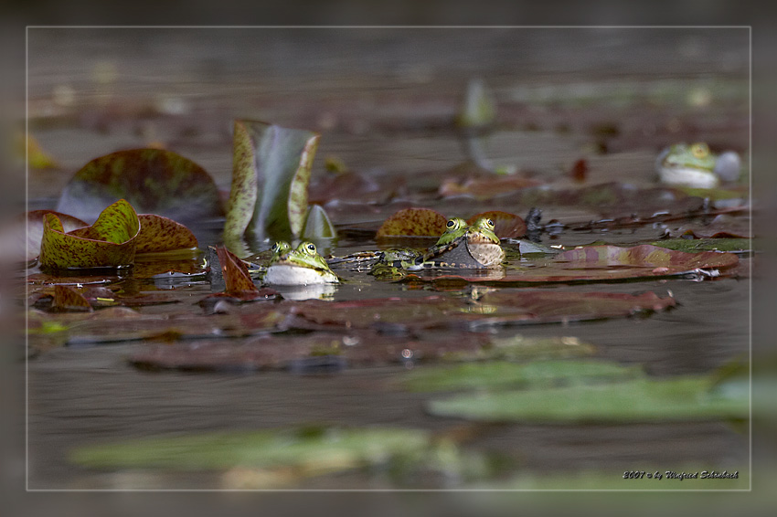 Fr�sche in Balzstimmung
