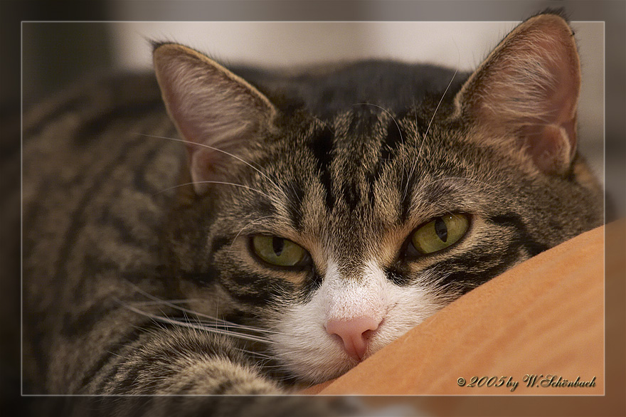 Angie, unsere Katzendame ;-))