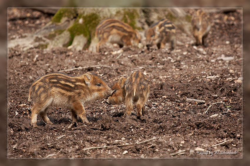 Wildschwein-Ferkel