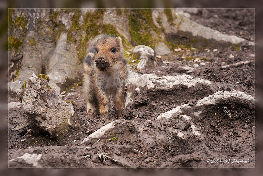 S��e Steckdose ;-)