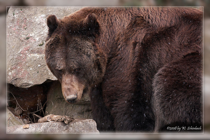 Braunb�r (02)