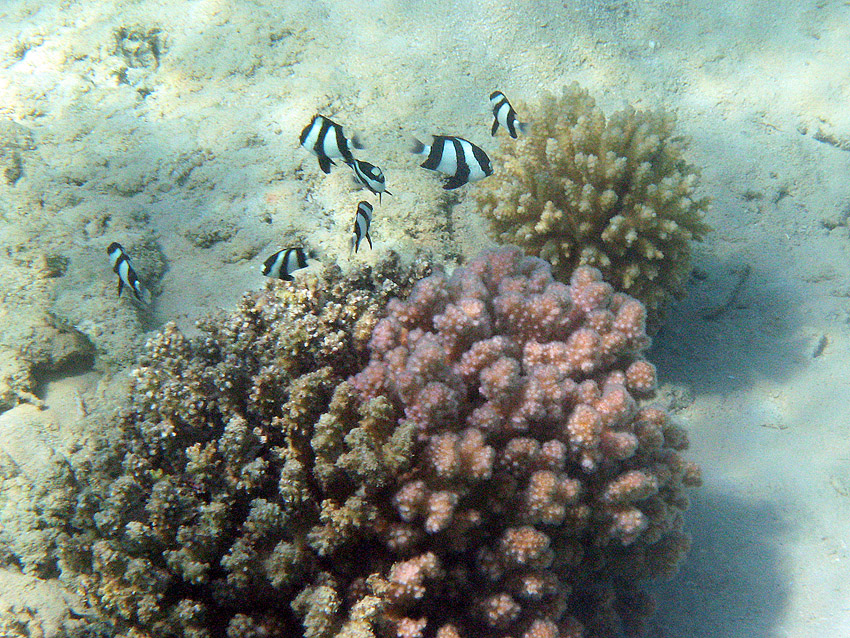 Dreibinden-Preu�enfische