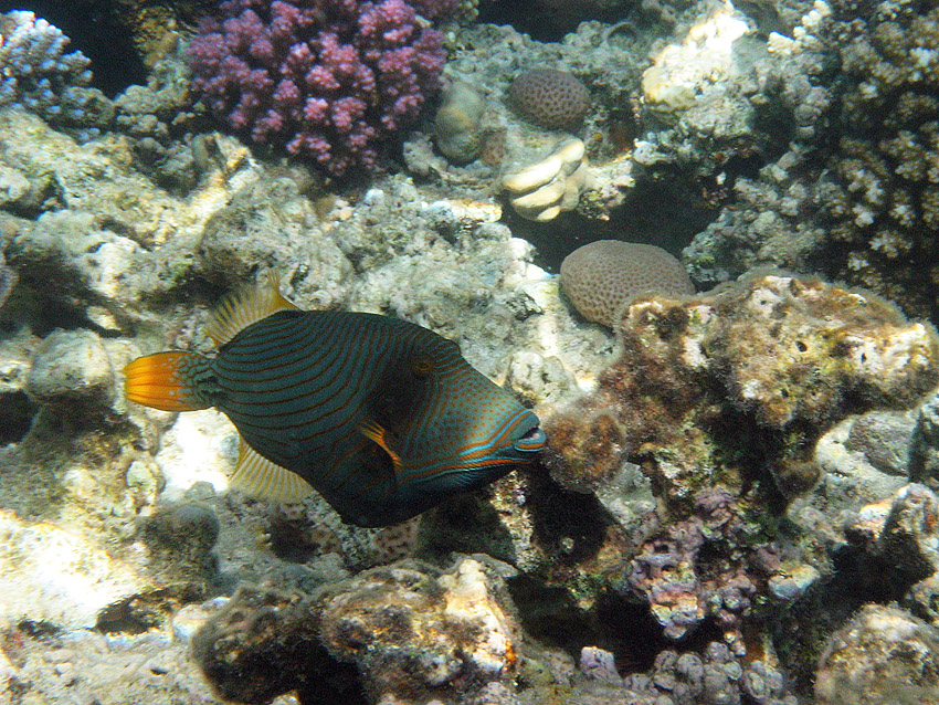 Gelbschwanzdr�cker (1)