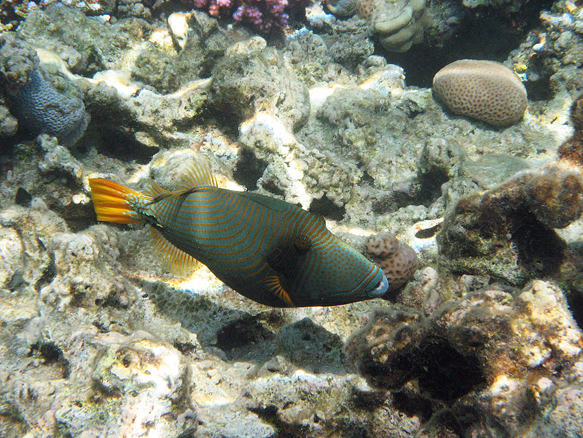 Gelbschwanzdr�cker (2)