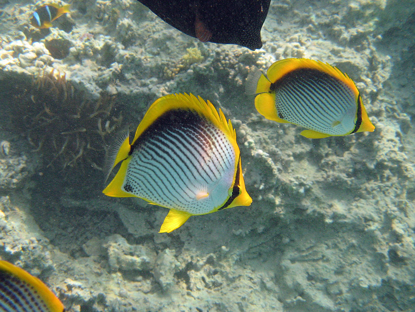 Schwarzr�cken-Falterfische (1)