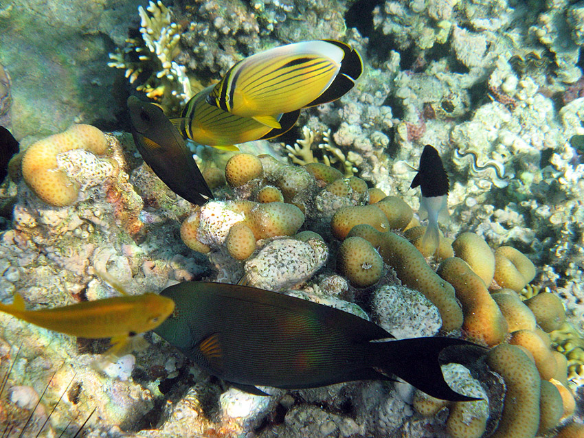 Polypen-Falterfische und sp�tblauer Doktorfisch