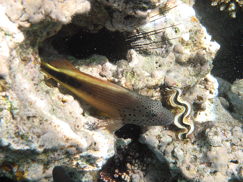 Korallenw�chter, B�schelbarsch (1)