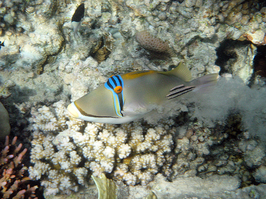 Arabischer Picasso-Dr�ckerfisch (2)