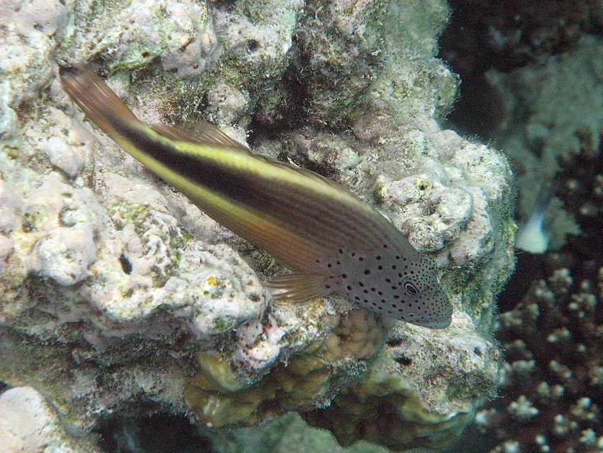 Forsters Korallenw�chter (1)